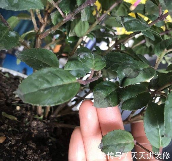 「新枝」倒挂金钟真漂亮,开出灯笼花,一朵接一朵,夏天也能花开不停