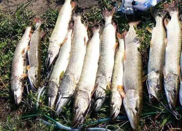  贪婪@新疆钓狗鱼，生性粗暴贪婪，一天可以吃掉和自己体重相当的