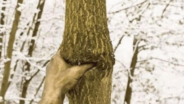 世界最“孤独”的手,握着一棵树50年从未松手,什么原因?