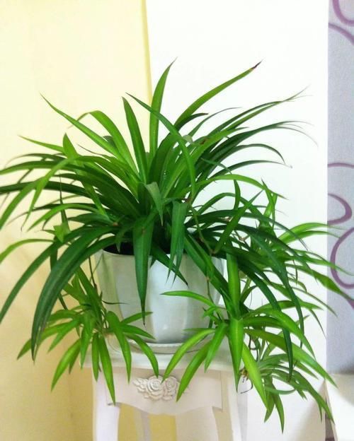 侧枝@这是世上最好养的花,随便捡个侧枝,就能长爆盆!