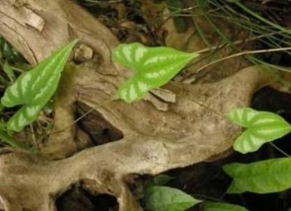  「不知」农村这种野草，名叫“九子不离母”农民用来喂家畜，不