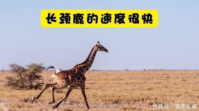 『长颈鹿』关于长颈鹿,你所不知道的10个有趣事实