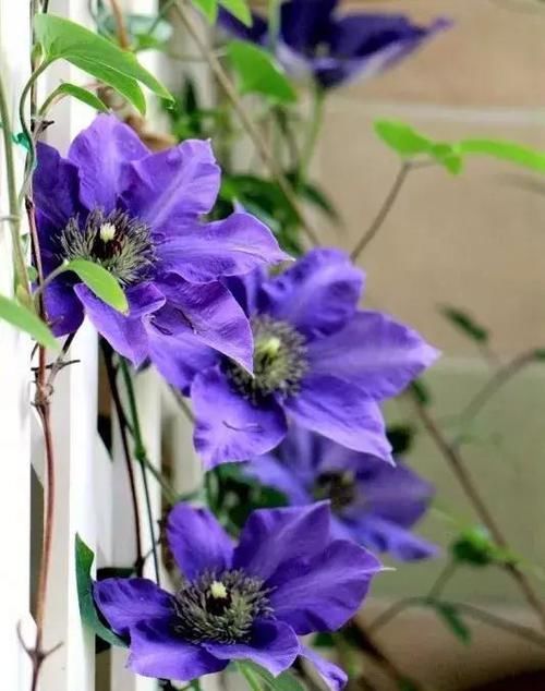 [吊起来养]阳台这样种花, 可以美上一整年, 整个小区都会羡慕你!