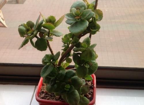 『凋零』凋零之后的长寿花,修剪和养护做得好,来年花苞一茬接一茬