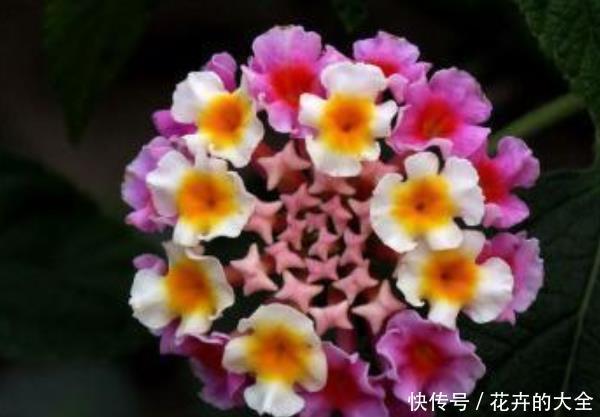  『盆栽』阳台养什么花？这3种小盆栽真不错，尤其最后一种，养花人都喜欢