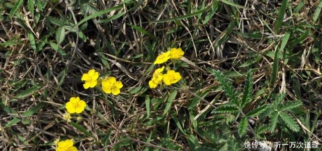 农村一种奇特野草，名字挺吓人，但是用它炖肉是一绝，男人吃了好