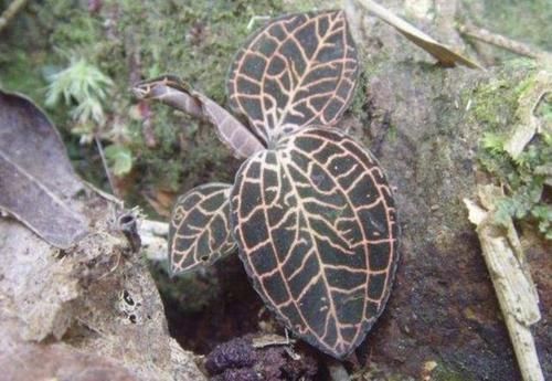  「植物」叶片有“网纹”的1种草，人称“金丝线”，1斤“900元”，珍贵！