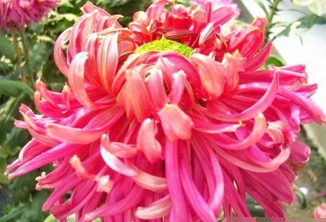  『养盆』喜欢菊花，不如养盆“珍贵名菊”棕红梅，粉粉嫩嫩，婀娜多姿!美