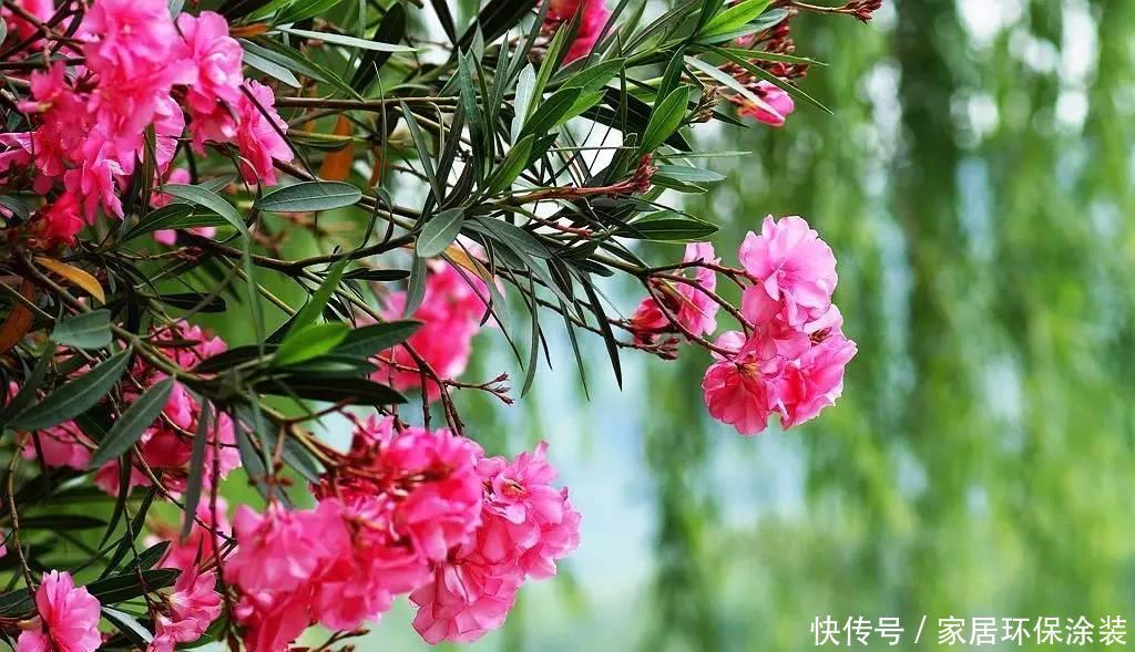 「美艳」此花是花中小清新,花开清新靓丽,似仙子般优雅怡舞,美艳动人!