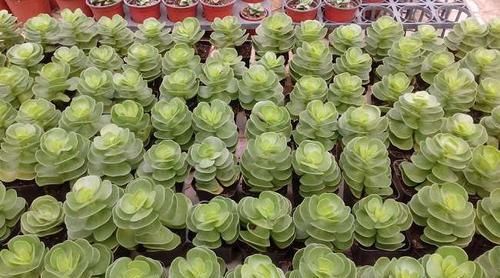  「品种」这些多肉植物自带“财气”，好看又好养，轻松养爆盆