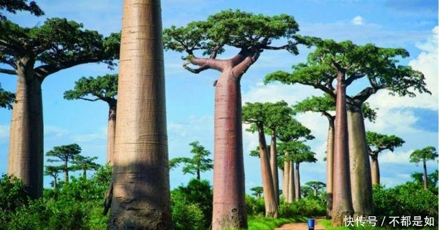 全球最美的5棵树，1棵身价过亿在中国，1棵是电影里的“常客”