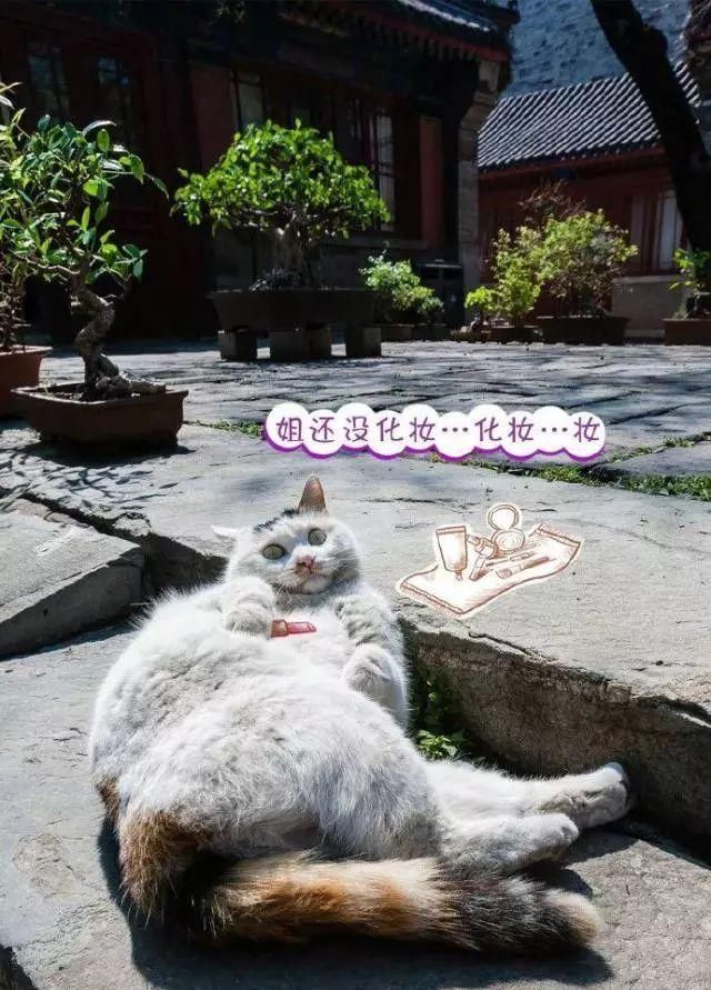 走！去故宫吸猫，181只皇家猫全都撸一遍