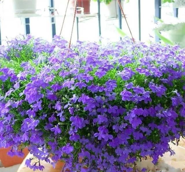  「爆花」这八种“爆花小机器”吊着养更疯狂，像个大花球，漂亮极了