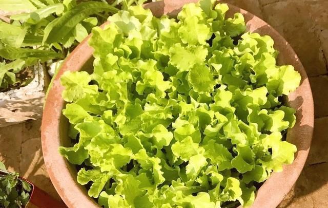  「种菜」在阳台花盆里种水果，果树下面种菜，收获好意外