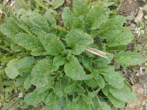  「杂草」农村常见的野草，过去被农民当杂草锄掉，如今却是清热