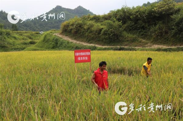 三都石板村有位＂靠谱＂的80后村支书