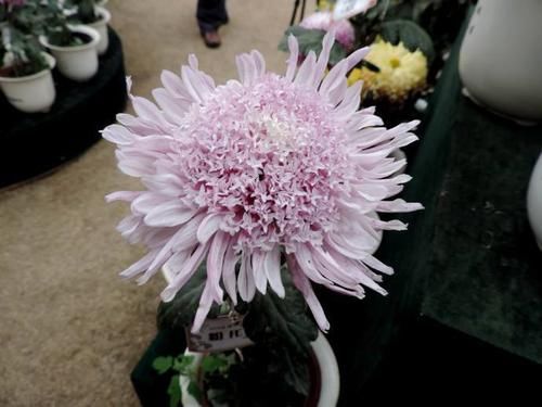  养盆■喜欢菊花，不如养盆“菊中精品”粉托桂，似精灵小公主，活泼可爱
