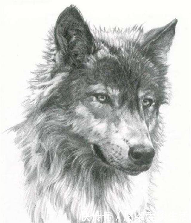 『人格』心理测试你认为哪只狼最凶狠测试你内心深处的阴暗人格