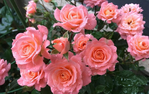  【有花赏】此款月季花，不输果汁阳台，四季有花赏，比绿萝养好，值得拥有