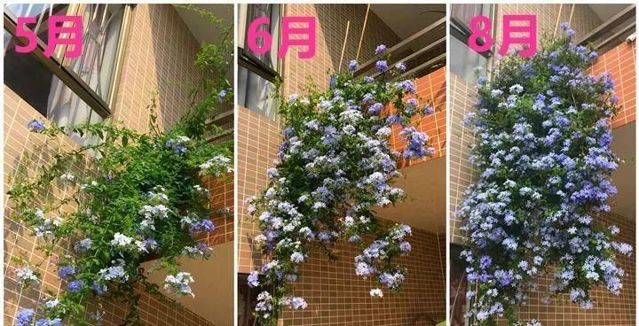  蓝雪■这花春天长最快，俩月爬满一面墙，从3月开到11月！