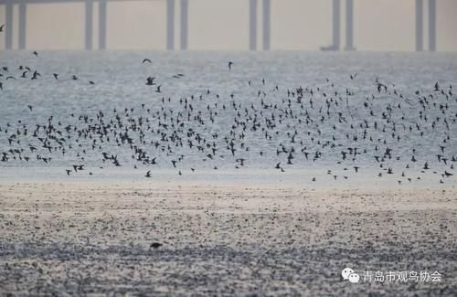 3小时发现26种水鸟!青岛原来藏着这么多观鸟圣地
