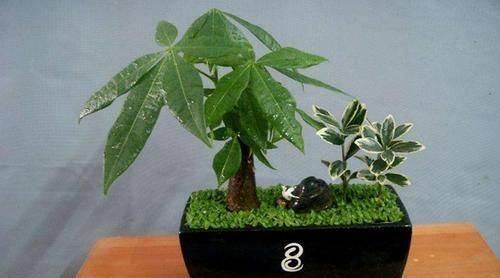  养鱼水：给发财树浇这几种水，十年不烂根，叶子越走越肥绿！
