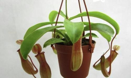  『薄荷』哪些植物有驱蚊的作用？什么植物驱蚊效果最好？