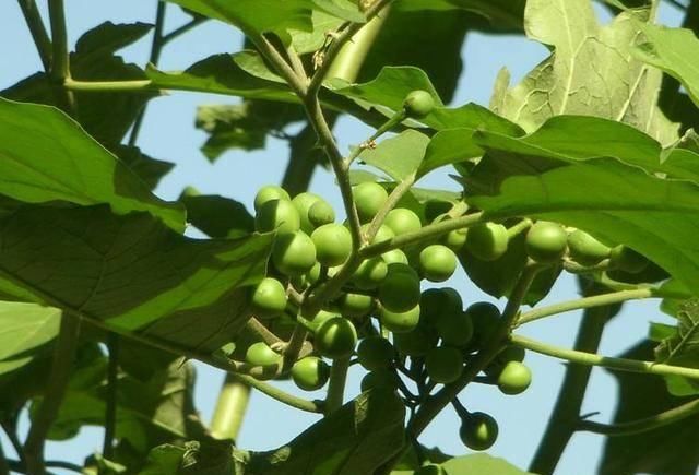  『果实』农村这种植物，果实像番茄，儿时只拿它当玩具，如今才知价值高