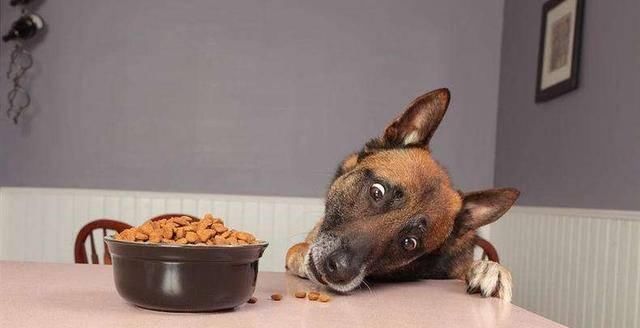 信号:狗狗这些情况,不是在卖萌而是在“喊救命”,你收到了吗?