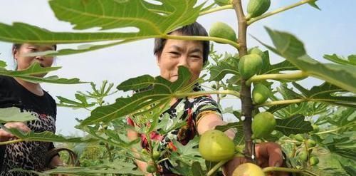 盆栽|盆栽无花果结果少做好3件事,开花结果越来越多,个个又大又甜