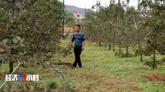  「过山车」这个主产地苹果3毛钱1斤！价格过山车究竟怎么了？