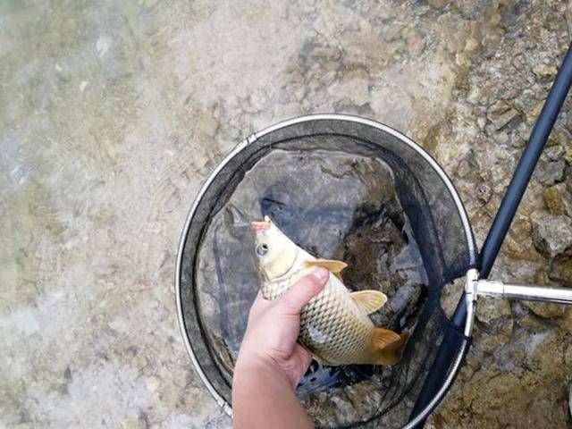 适合:玉米这样泡最适合在水库钓鱼啦!半个小时喜获斤鲫和鲤鱼!