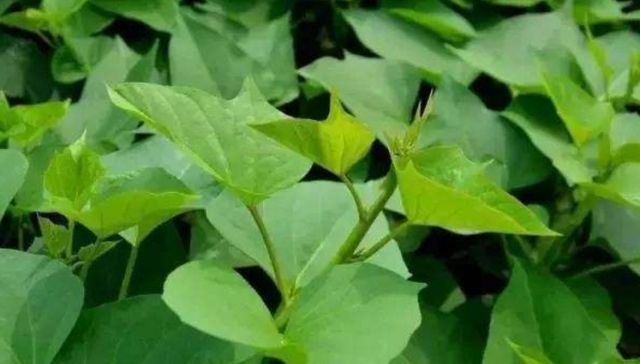 「绿色无添加」山上4种“野菜”,以前没人爱吃,如今成高档菜,想吃得花钱买