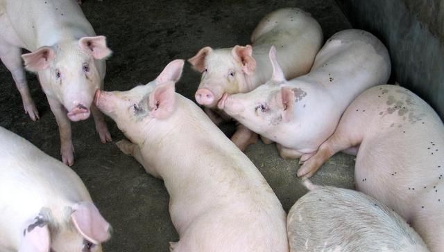  开放：养猪政策开放后的今年，农村养猪户数量会不会大幅增加？