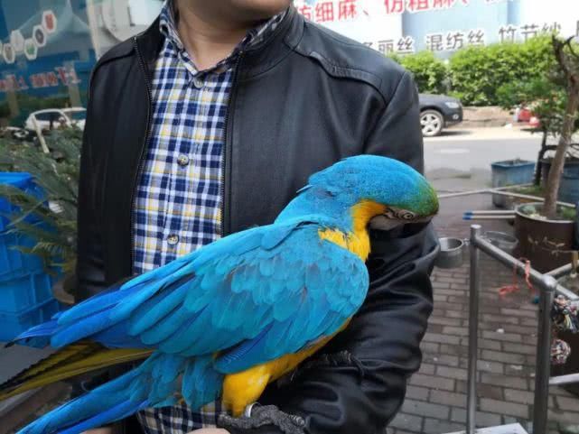 『蓝黄金刚鹦鹉』喜欢养鸟的注意!浙江老板花九千元买下只鸟,8年后摊上事了…