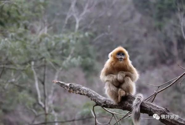 太冷啦！汉中这些小可爱在雪中抱团取暖，萌萌哒~