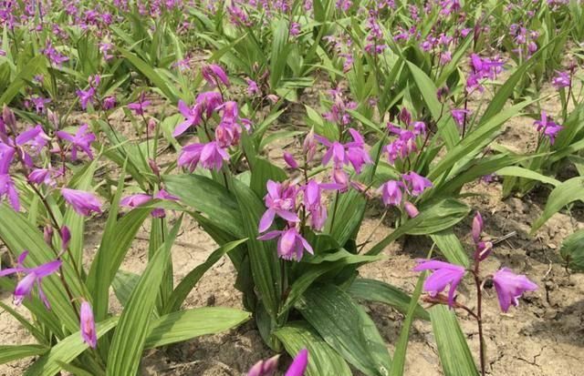  「值钱」1种野草人称“白芨”，看着像“一叶兰”，观赏价值高，还值钱！