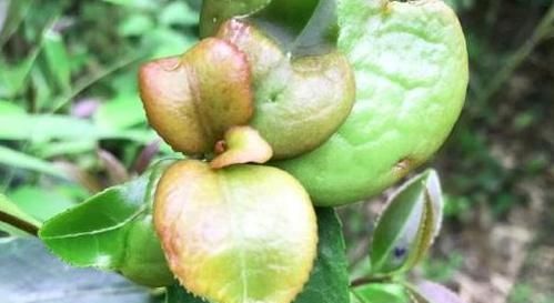  『植物』茶树上一叶子，名为耳朵花，农村小孩最爱生吃，城里人大多没见过