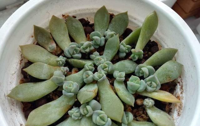  「植物」多肉植物掉叶子?趁着春天,捡几片埋土里,30天后就是一盆花