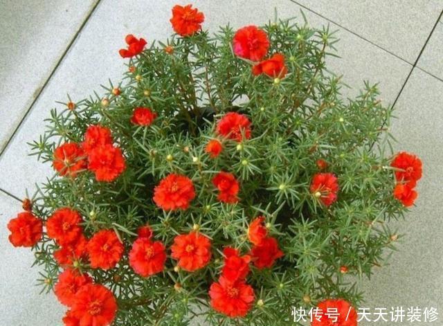 阳光|家里养4种花,不能缺少阳光,光照越充足开花越多,花色更鲜艳