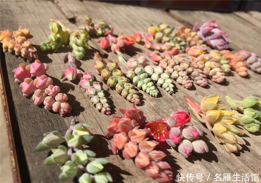 「花箭」多肉“剃头”:花箭全剪了,多肉命更长,提防多肉“开花死”!