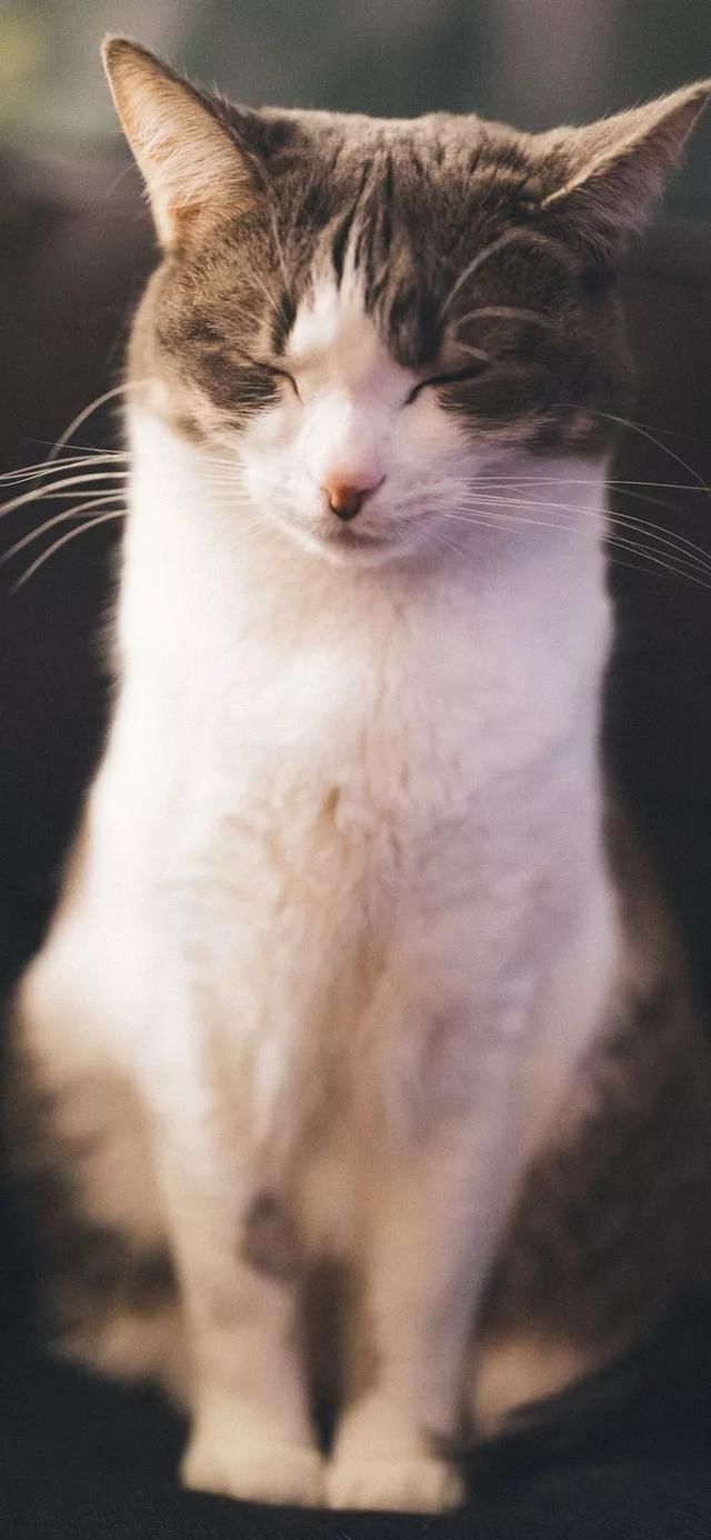  『星球』80张超可爱的猫咪壁纸丨我来自喵星球，来地球只是为了遇见你