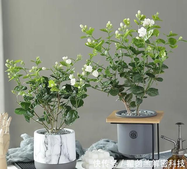 『品种』3种重瓣茉莉花品种,花朵华丽,浓香扑鼻