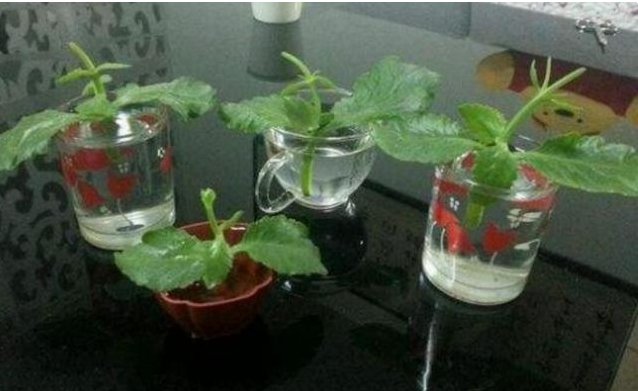 便宜:这3种“植物”再便宜也别买,“剪”下一根枝,就能“栽一盆”!