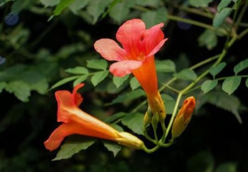  [罗德斯]喜欢菊花，不如养盆“精品玫瑰”罗德斯，花开如丝绒般，热情如火