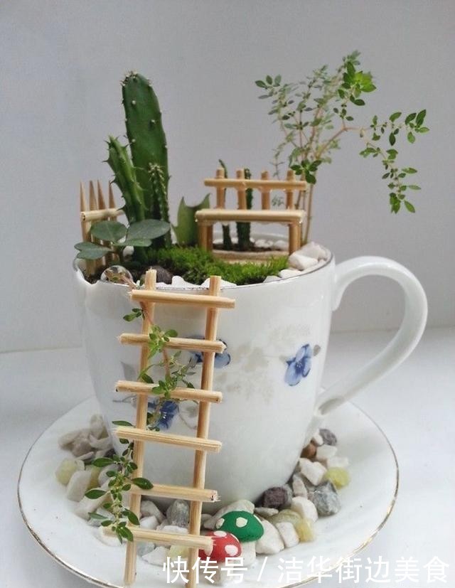  「花园」在家里种盆栽的新姿势，“茶杯花园”你见过吗？