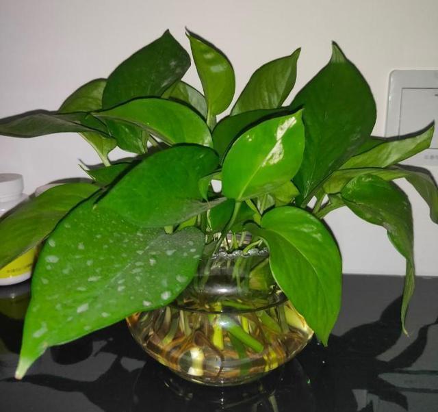  『种绿叶』来点绿叶养养眼，这几种满盆，长势真是旺