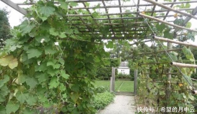  #岛礁#明明是海底珊瑚建的人工岛礁，美济礁却绿树成荫，这是如