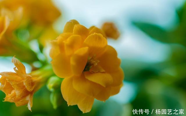 【很大】3种花花量很大,肉嘟嘟的叶片很漂亮,寓意美好适合家养,美极了