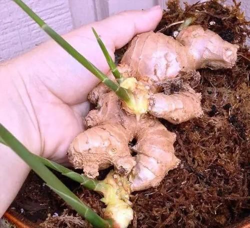  [散射光]厨房里的盆栽绿植园，绿色的生活有更加精彩